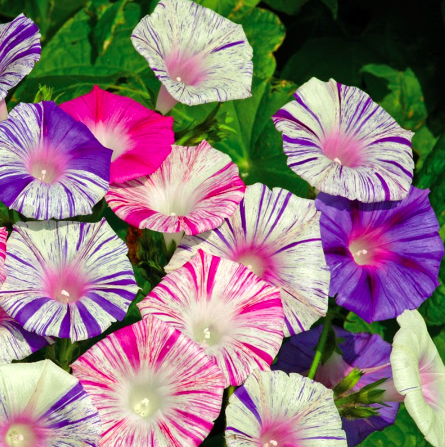 Gói 10 hạt giống dây leo hoa bìm bìm mix sọc Venus