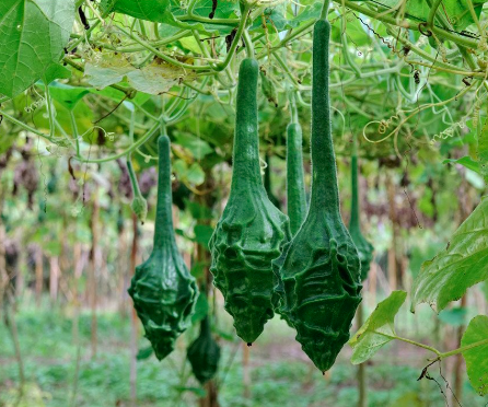 Gói 5 hạt giống bầu khủng long