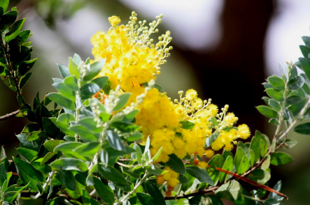 Gói 5 hạt giống cây Mimosa