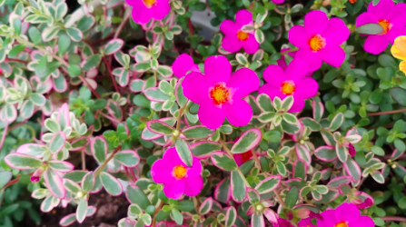 Chậu cây hoa mười giờ/ sam cẩm thạch - Portulaca Variegated Pink
