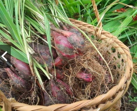 1kg củ giống dược liệu Sâm Đại Hành (tỏi đỏ) - dùng làm thuốc bổ huyết, giúp tiêu hóa, hỗ trợ điều trị ho viêm phế quản