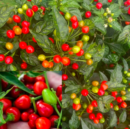 Cây giống ớt Peru đỏ cho trái thơm cay nồng