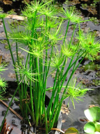 Cây thủy trúc Thái - Cyperus alternifolius