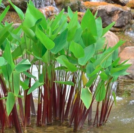 Cây hồng hạc/ chuối cần câu - Thalia geniculata