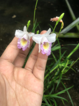 Trúc lan hoa trắng cánh nhỏ giống mới - Arundina graminifolia