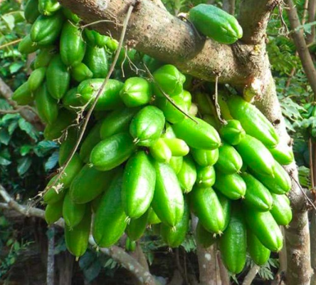 Cây khế Tàu (khế Tây) trồng chậu C10