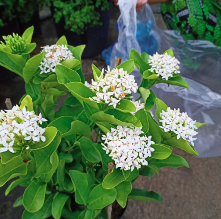 Cây trang trắng, hoa rất thơm