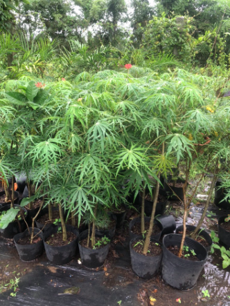 Cây giống đỗ trọng nam (bạch phụ tử, san hô xanh) - Jatropha multifida L - trị cảm gió mất tiếng, trúng phong co cứng, bại liệt, đau tim do ứ huyết và các bệnh về da