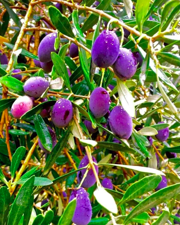 Cây giống Oliu cao 1m