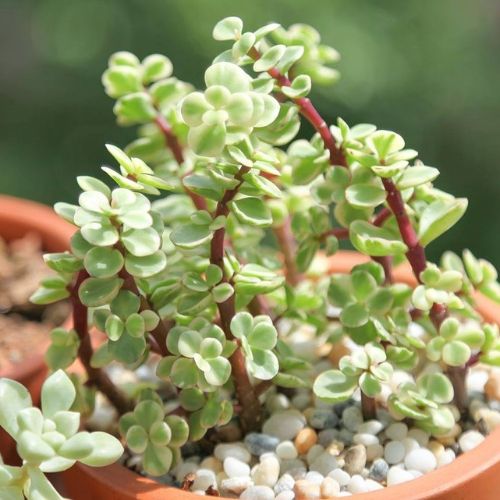 Châu cây sen đá Dolla hồng cẩm thạch bụi lớn