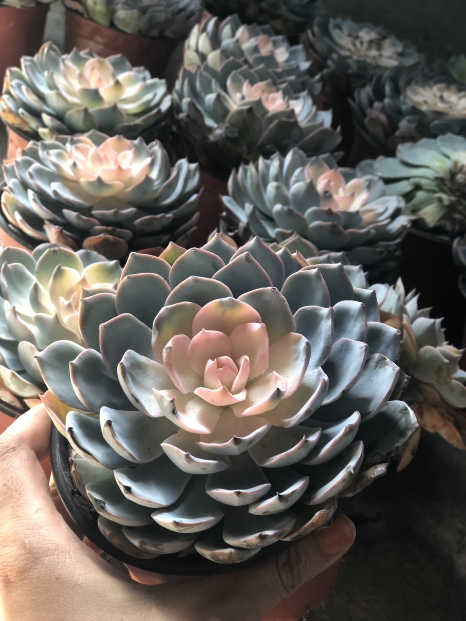 Cây sen đá hồng size lớn dễ trồng