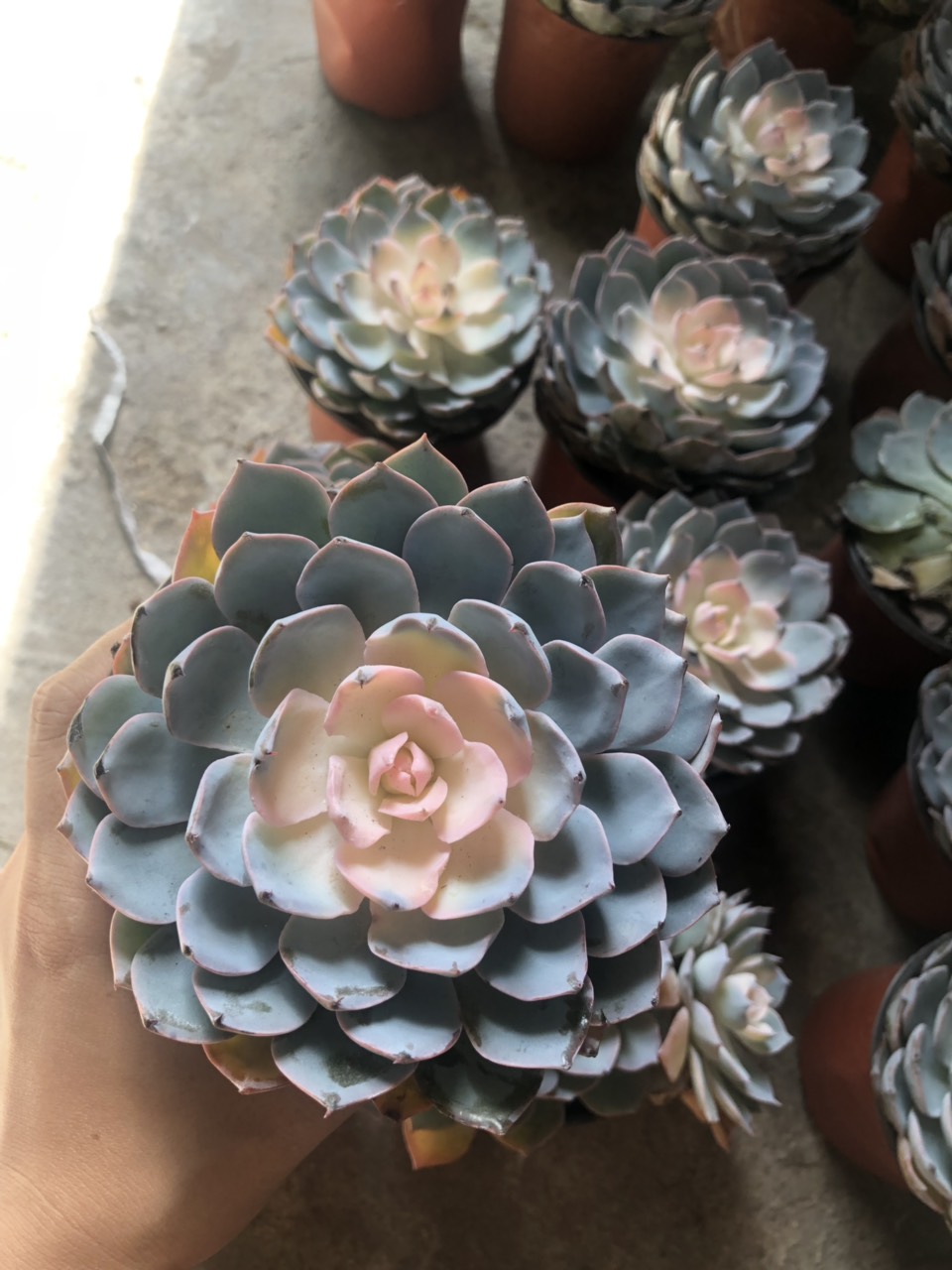 Cây sen đá hồng size lớn dễ trồng