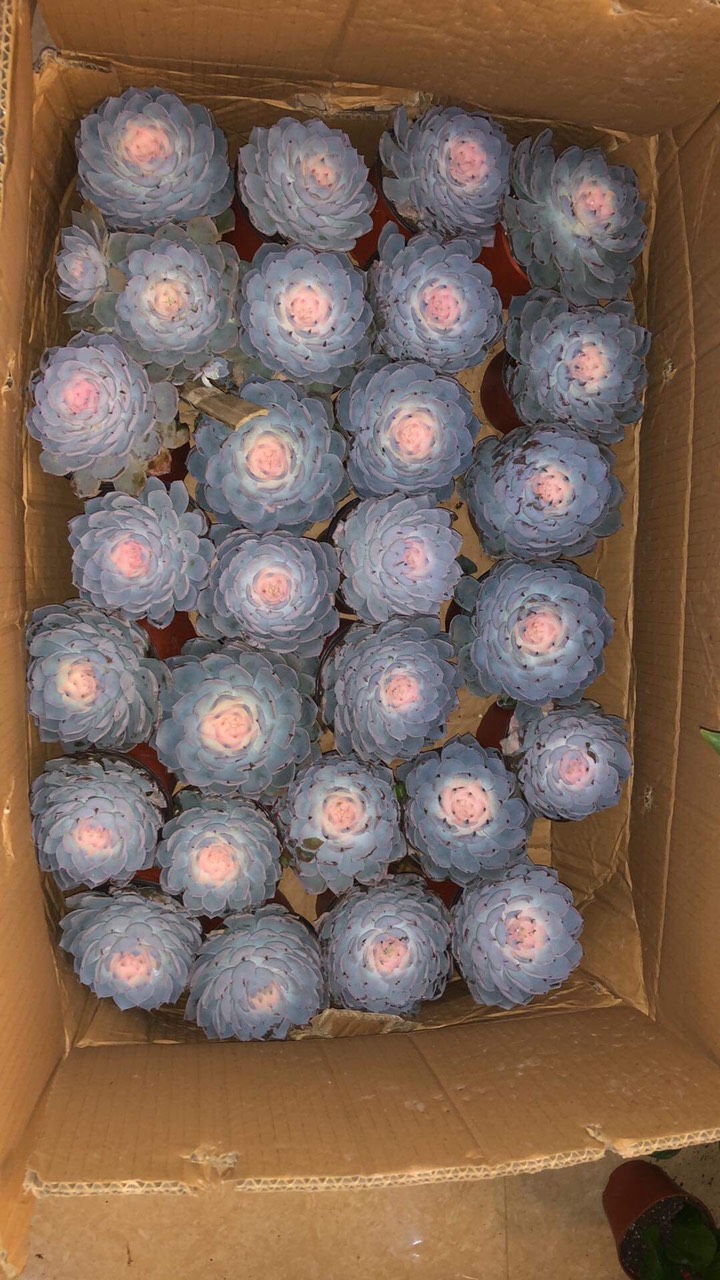 Cây sen đá hồng size lớn dễ trồng