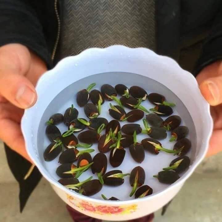 Gói 5 Hạt Giống Hoa Sen Nhật Mini mix Nhiều Màu - hạt mới nảy mầm cực chuẩn - kèm hướng dẫn trồng - NanuSeeds - Thế Giới Rau Mầm shop