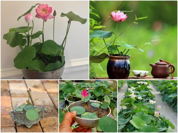 Gói 5 hạt giống sen mini Nhật màu HỒNG NHẠT