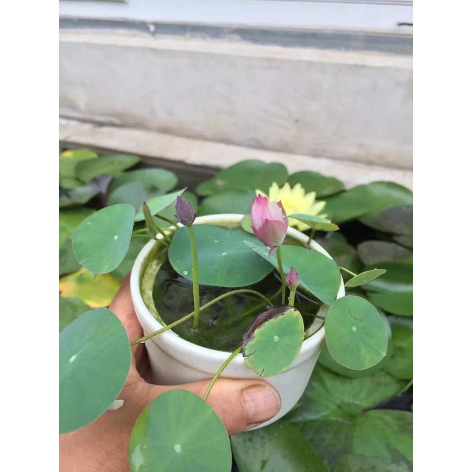 Gói 5 hạt giống sen mini Nhật màu XANH LÁ