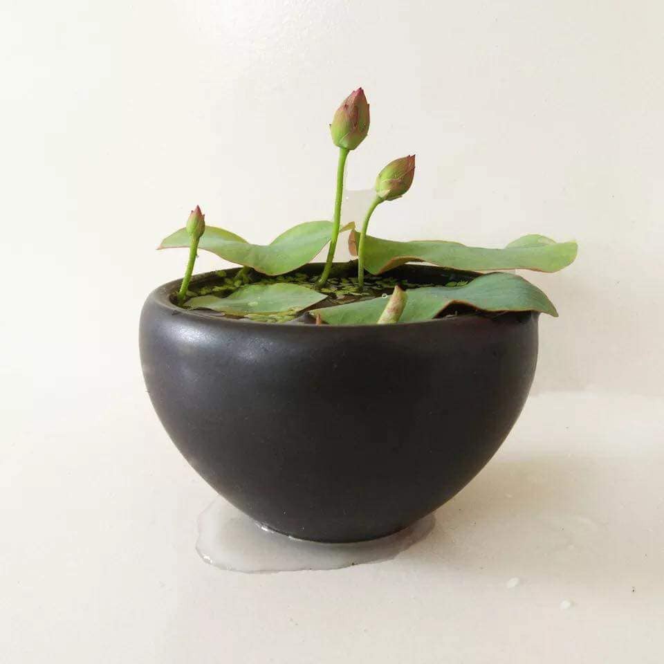 Gói 5 Hạt Giống Hoa Sen Nhật Mini mix Nhiều Màu - hạt mới nảy mầm cực chuẩn - kèm hướng dẫn trồng - NanuSeeds - Thế Giới Rau Mầm shop