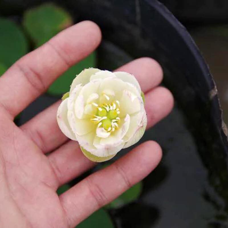 Gói 5 hạt giống sen mini Nhật màu TRẮNG