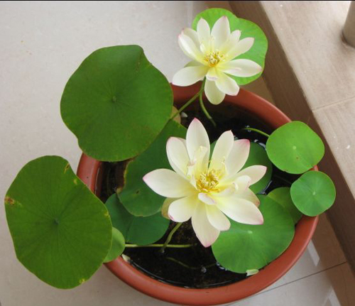 Gói 5 hạt giống sen mini Nhật màu TRẮNG