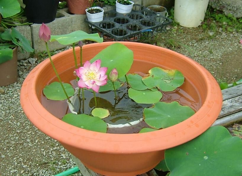 Gói 5 Hạt Giống Hoa Sen Nhật Mini mix Nhiều Màu - hạt mới nảy mầm cực chuẩn - kèm hướng dẫn trồng - NanuSeeds - Thế Giới Rau Mầm shop