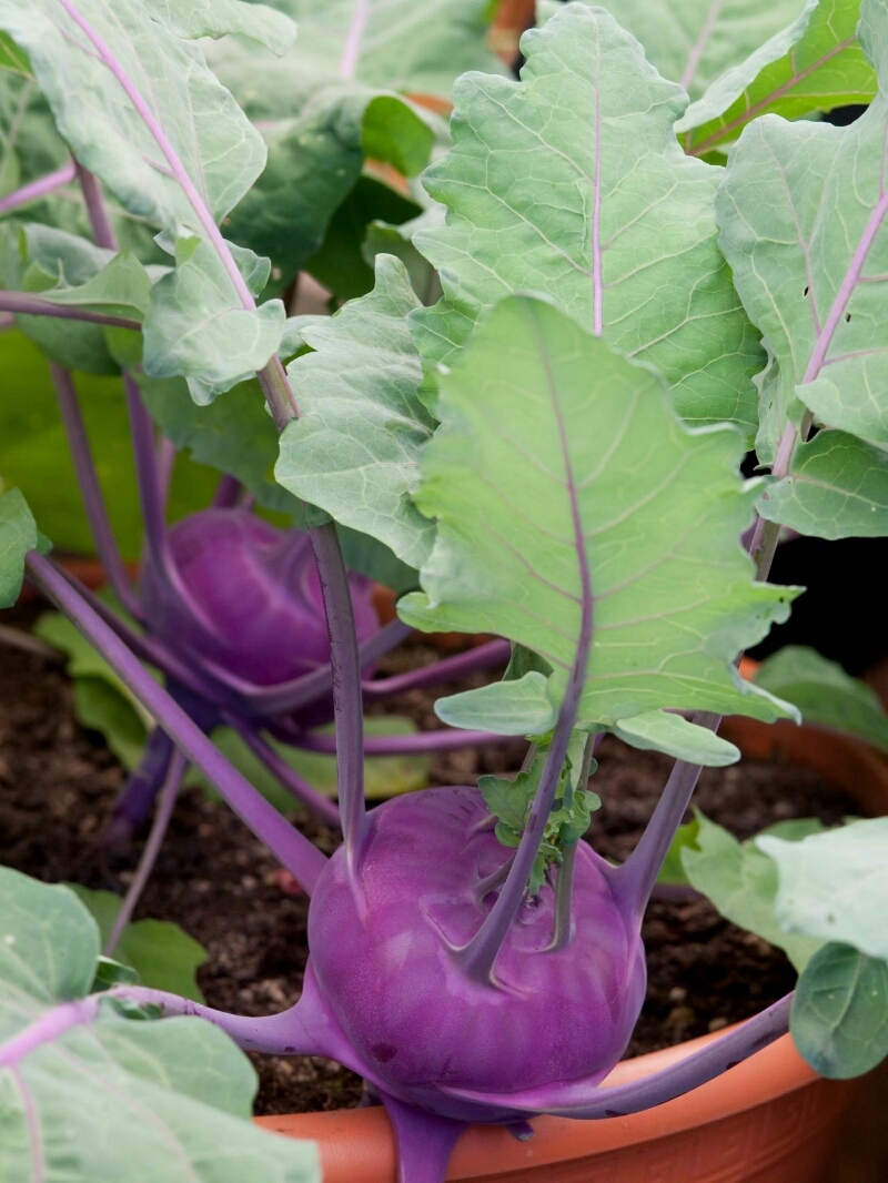 GÓI 2GR HẠT GIỐNG SU HÀO TÍM VIENNA