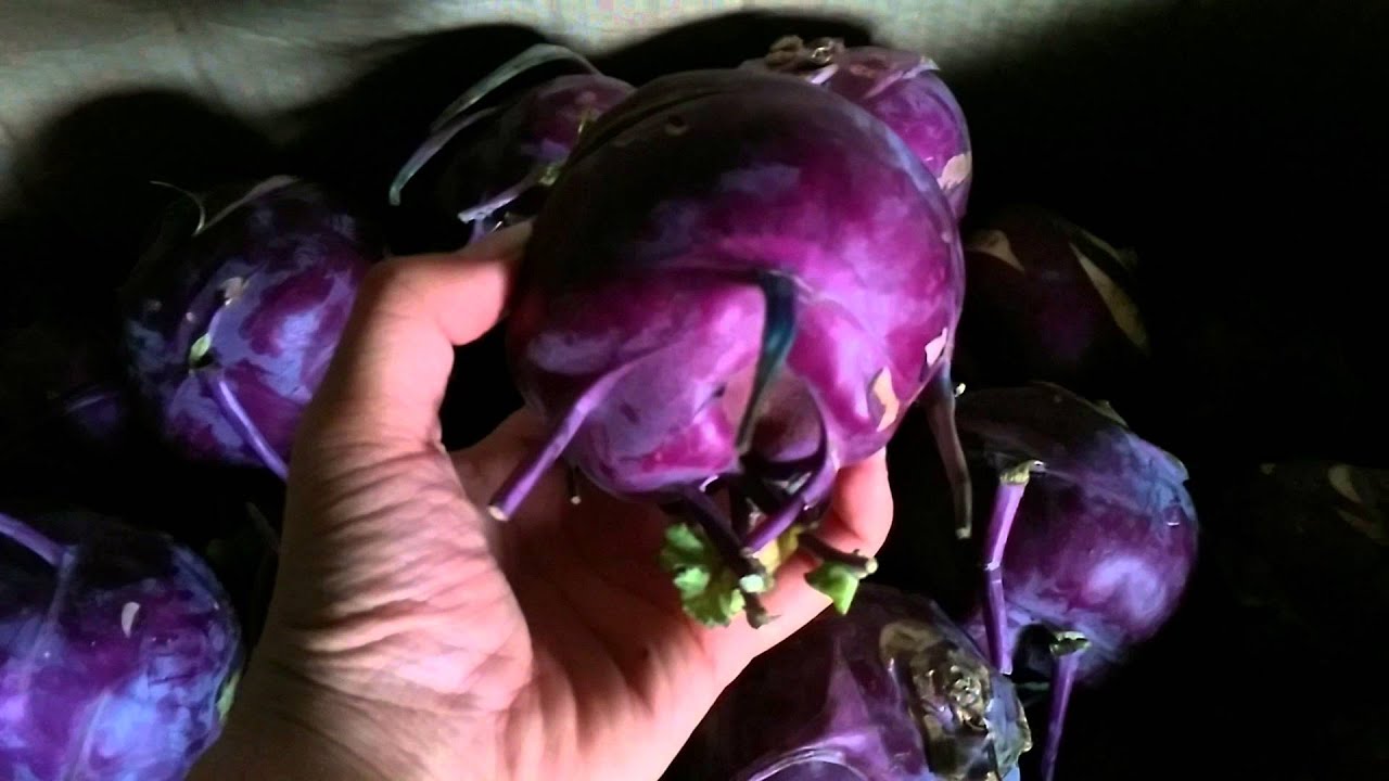 GÓI 2GR HẠT GIỐNG SU HÀO TÍM VIENNA