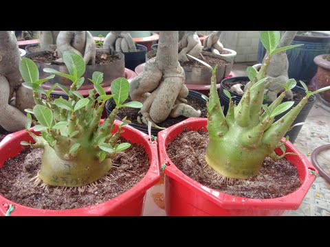 Cây giống sứ Kim Tự Tháp sắp hoa - Cây nguyên bản gieo từ hạt nhập Thái, trồng khoảng 1 tháng bắt đầu cho hoa