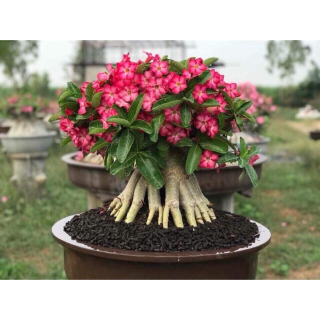 Cây giống sứ Kim Tự Tháp sắp hoa - Cây nguyên bản gieo từ hạt nhập Thái, trồng khoảng 1 tháng bắt đầu cho hoa