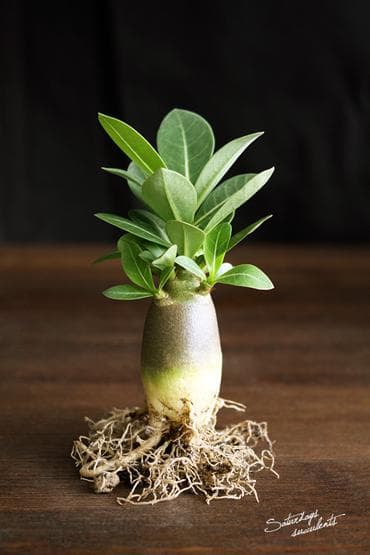 Cây giống sứ Kim Tự Tháp sắp hoa - Cây nguyên bản gieo từ hạt nhập Thái, trồng khoảng 1 tháng bắt đầu cho hoa