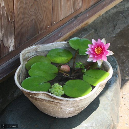 Củ giống Súng Thái mini giao màu ngẫu nhiên, ko lựa màu