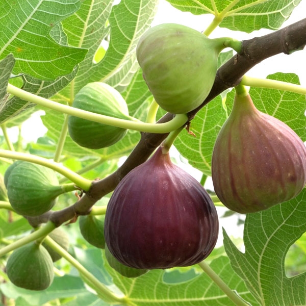 Cây giống Sung Mỹ giống Brown Turkey - Hàng giâm cành, giống chuẩn