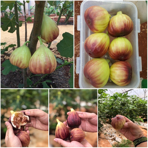 Cây giống Sung Mỹ giống Brown Turkey - Hàng giâm cành, giống chuẩn