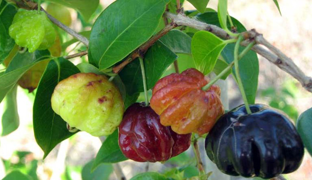 Cây giống Cherry Surinam - Giống Cherry Khía 8 múi ngoại nhập hay còn gọi Anh Đào Đen xuất xứ Brazil