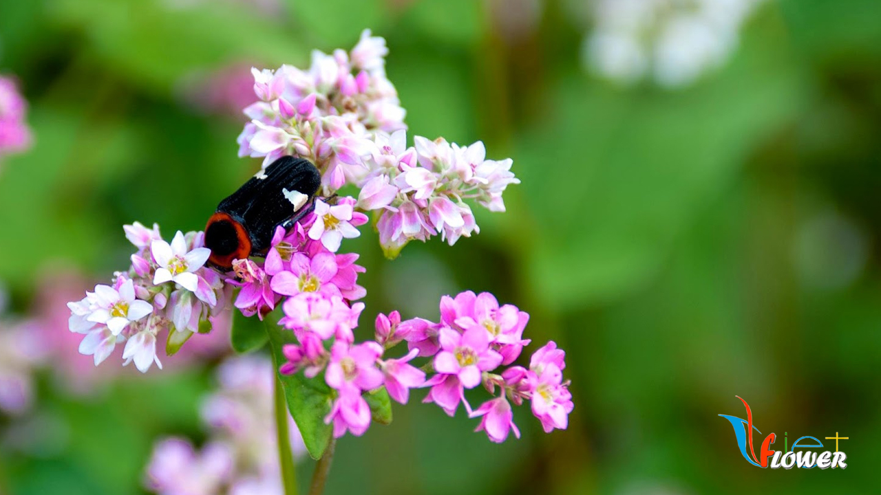 Gói 100 hạt giống hoa tam giác mạch