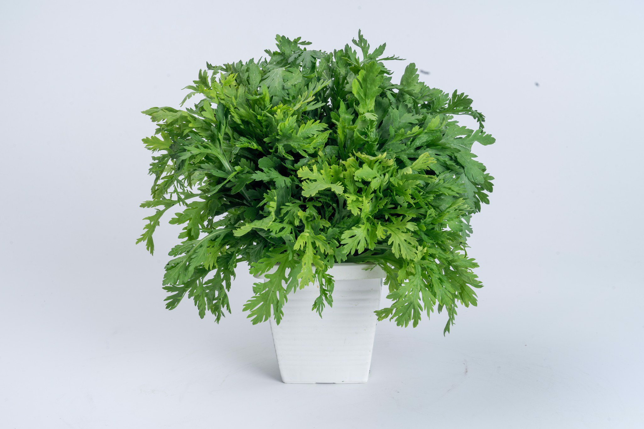 Gói 20g hạt giống tần ô Garland