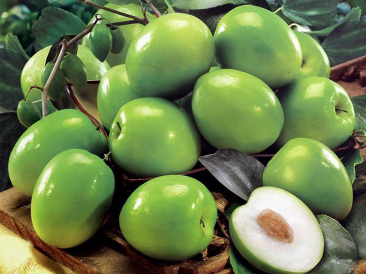 Cây giống Táo Thái cho trái to giòn ngọt