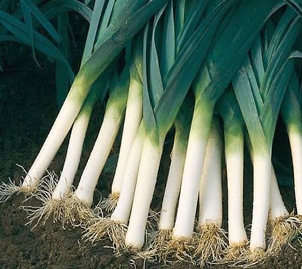 Gói 2g hạt giống tỏi tây