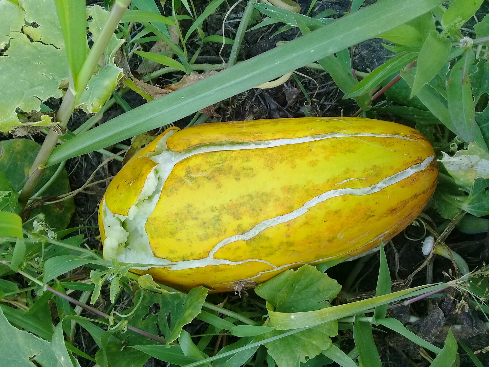 Gói 0.5GR hạt giống Dưa Gang Cao Sản