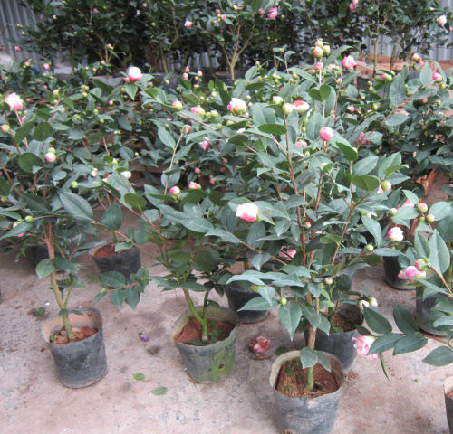 Cây giống hoa Trà My bầu đất đang nụ - Cây bonsai dễ trồng, hoa to, nở hoa Tết Nguyên Đán