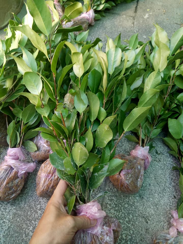 Cây giống hoa Trà My bầu đất đang nụ - Cây bonsai dễ trồng, hoa to, nở hoa Tết Nguyên Đán