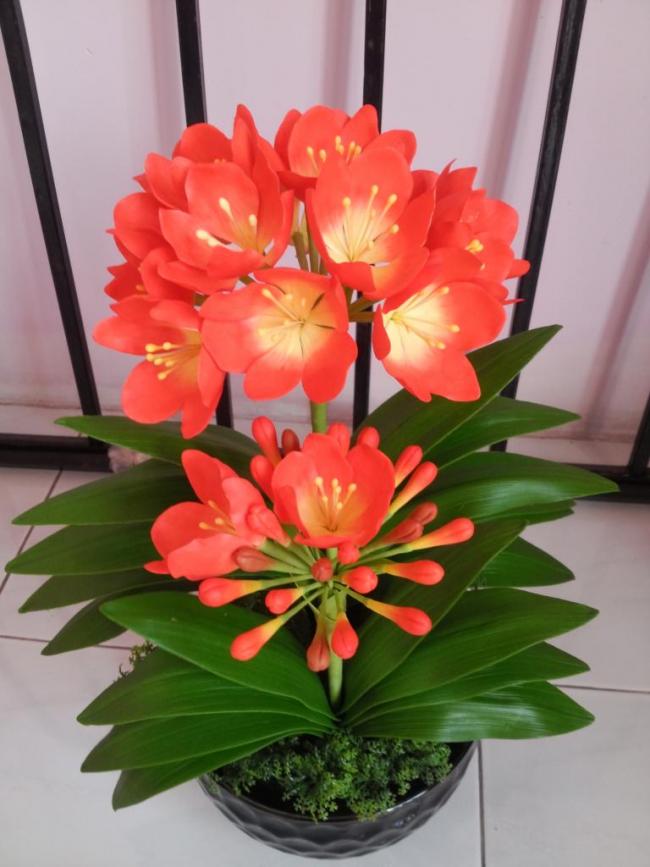 Cây lan quân tử bầu đất size đại ra hoa Tết Nguyên Đán - Lan Huệ Cam, Lan Huệ Đỏ, Đại Quân Tử