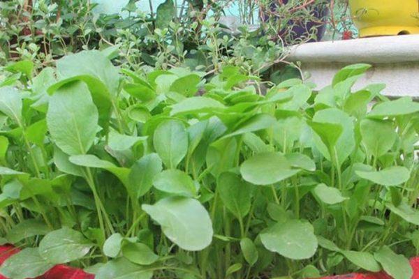 Gói 20GR hạt giống Cải Ăn Non Baby SV No 1