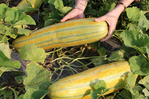 Gói 0.5GR hạt giống Dưa Gang Cao Sản