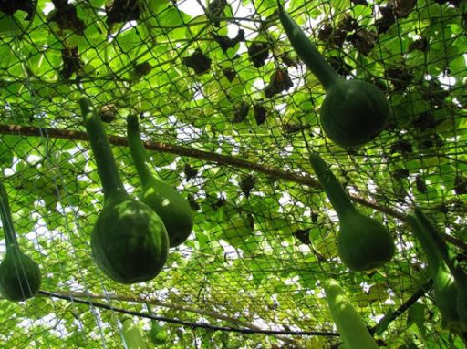 Gói 5 HẠT hạt giống Bầu Thiên Nga