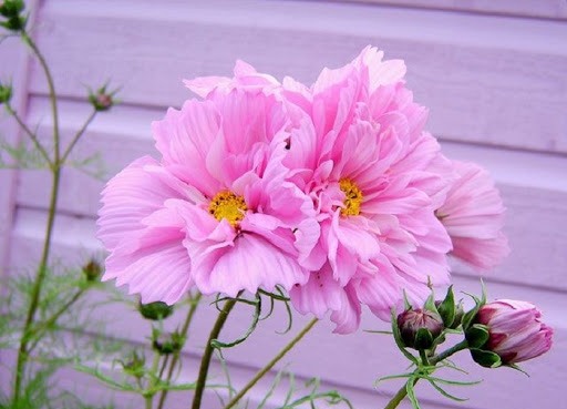 Gói 0.2GR hạt giống hoa Sao Tím Kép Nhiều Màu