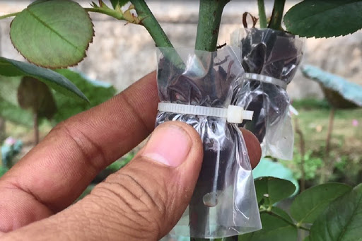 Combo 10 cây giống bầu chiết hồng ngoại - bầu nhiều rễ ổn định, tỷ lệ sống cao