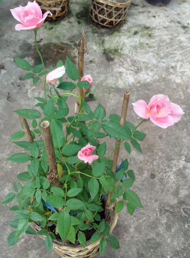 Cây giống hoa Hồng Nữ Hoàng size bầu nhỏ - CayGiongTot