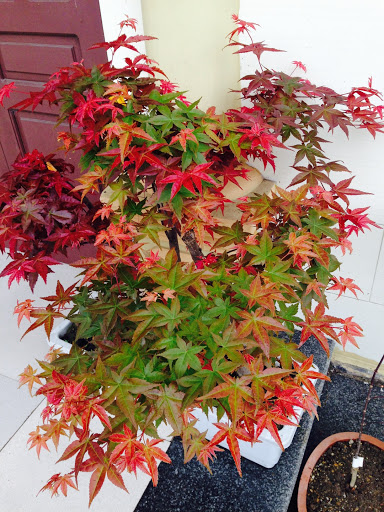 Cây giống Phong Lá Đỏ bonsai đã thuần khí hậu Việt Nam