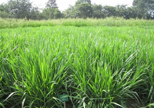 Gói 100GR hạt giống Cỏ Chịu Ngập Ubon Paspalum