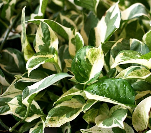 Cây giống cẩm thạch dây - CayGiongTot